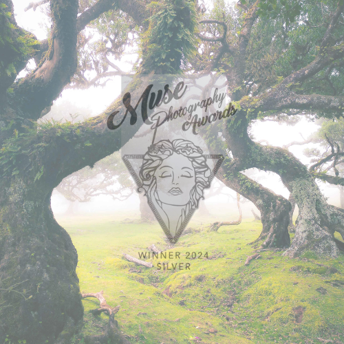 Misty Fangorn Forest
